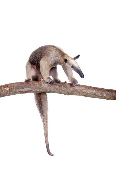 istock Collared Anteater, Tamandua tetradactyla on white 506036506