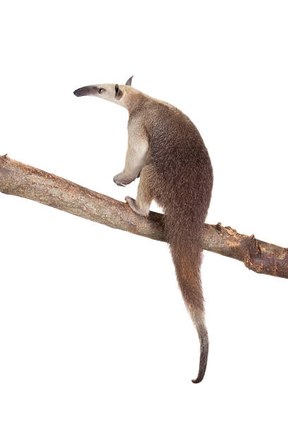 istock Collared Anteater, Tamandua tetradactyla on white 506036526