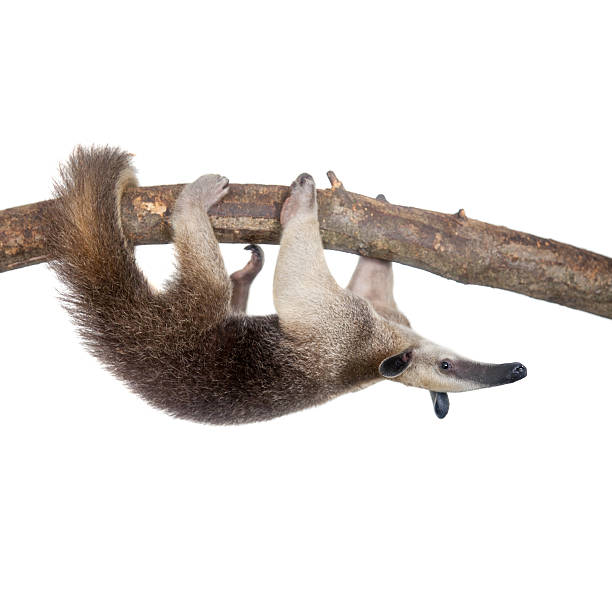 istock Collared Anteater, Tamandua tetradactyla on white 506036552