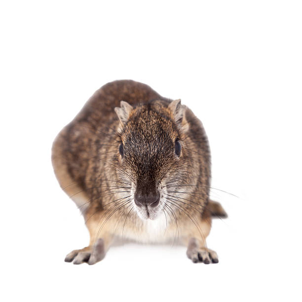 il rock cavy o moco, kerodon rupestris, su bianco - agouti foto e immagini stock