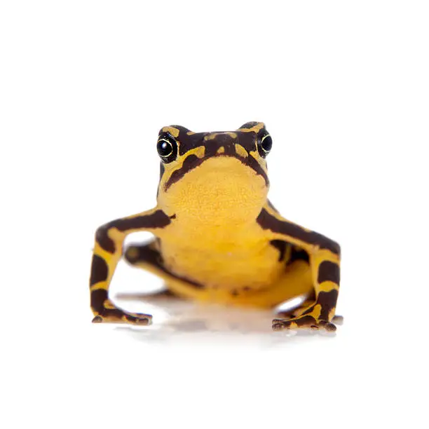 Amazons Harlequin Frog, Atelopus spumarius, on the white background