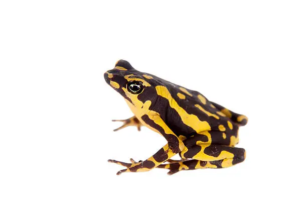 Amazons Harlequin Frog, Atelopus spumarius, on the white background