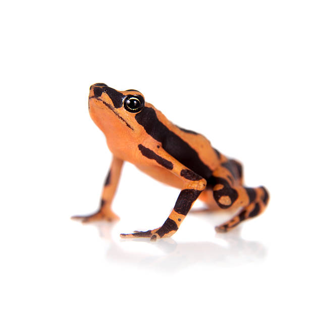 istock Amazons Harlequin Frog, Atelopus spumarius, on white 506036754