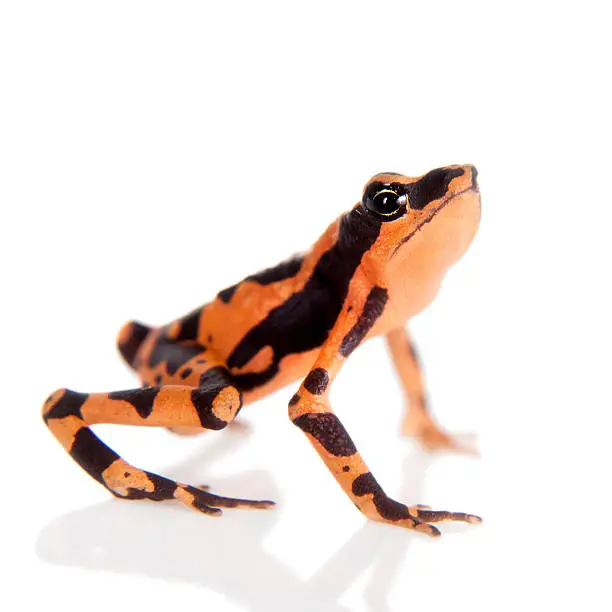 Amazons Harlequin Frog, Atelopus spumarius, on the white background