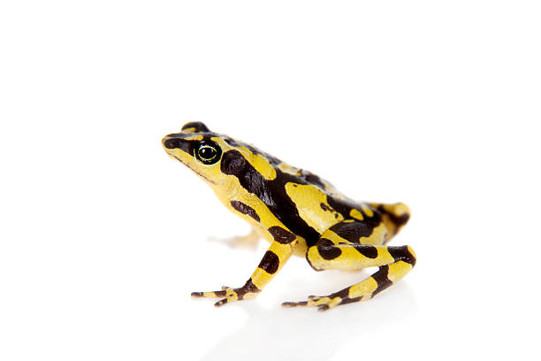 Amazons Harlequin Frog, Atelopus spumarius, on the white background