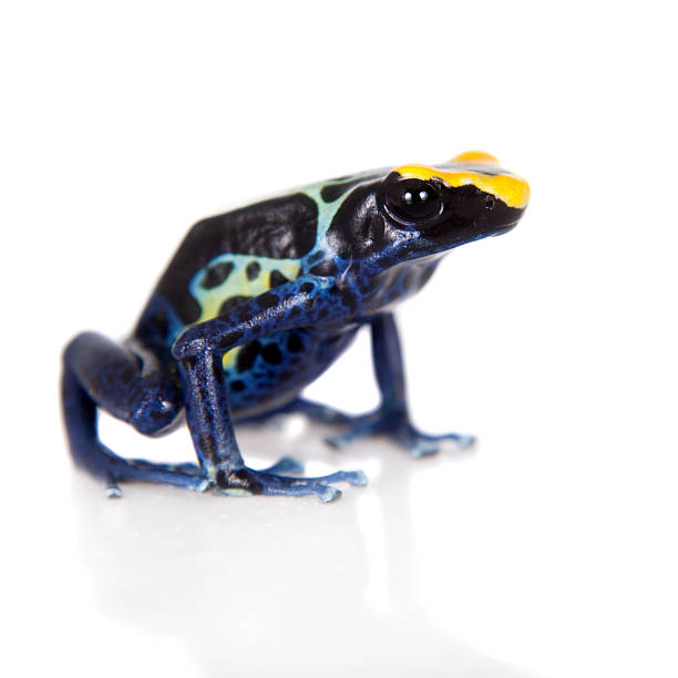 robertus 염색 포이즌 dart 개구리, dendrobates tinctorius, 화이트 - blue poison arrow frog 뉴스 사진 이미지