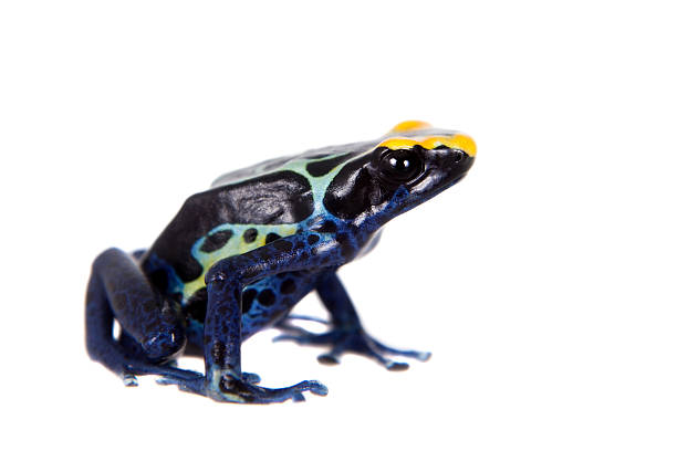 robertus 염색 포이즌 dart 개구리, dendrobates tinctorius, 화이트 - blue poison arrow frog 뉴스 사진 이미지