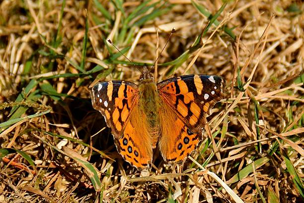 Red Admiral stock photo
