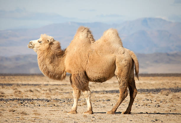 Bactrian camel in the steppes of Mongolia. True to transport a nomad