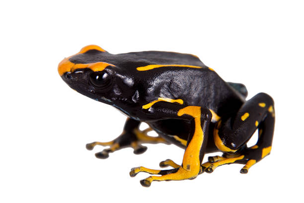 istock Alanis dyeing poison dart frog, Dendrobates tinctorius, on white 506037248