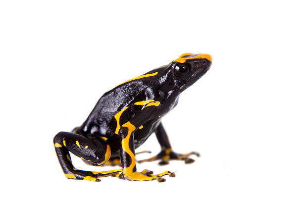 istock Alanis dyeing poison dart frog, Dendrobates tinctorius, on white 506037334