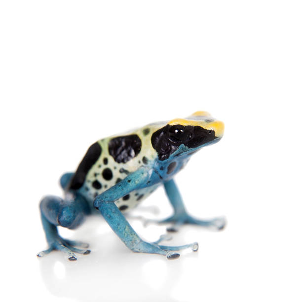 istock Patricia Dyeing Poison Dart Frog, Dendrobates tinctorius, on white 506037474