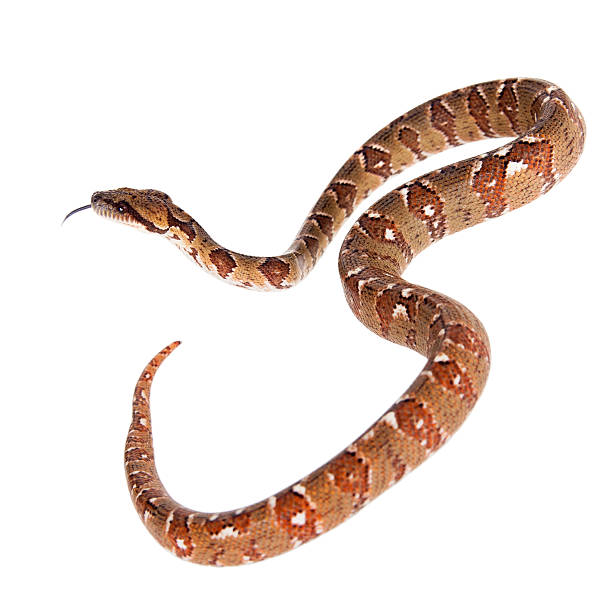 istock Malagasy tree boa, sanzinia madagascariensis, on white 506037532