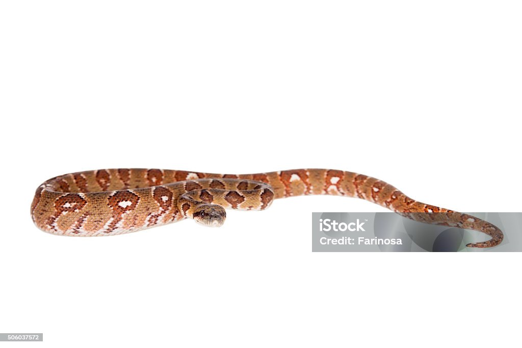 Malagasy tree boa, sanzinia madagascariensis, on white Malagasy tree boa, sanzinia madagascariensis, isolated on white background Animal Stock Photo