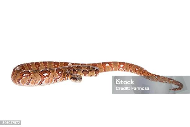 Malagasy Tree Boa Sanzinia Madagascariensis On White Stock Photo - Download Image Now