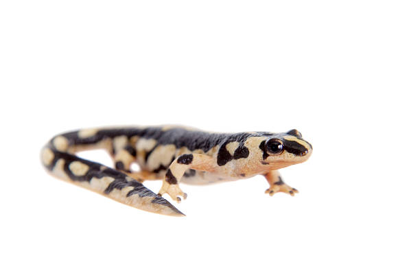 istock Kaiser's spotted newt isolated on white 506038188
