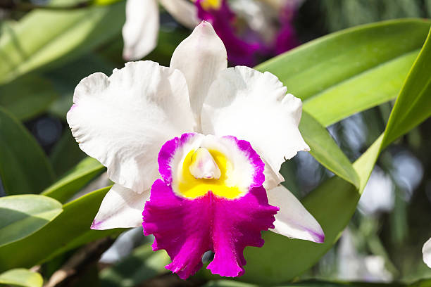 istock Close-up of beautiful orchid 506038748