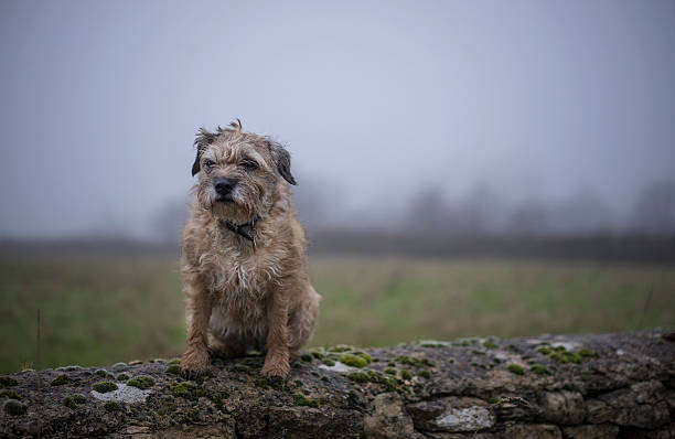 Border Terrier Dog A Border Terrier sits on wall. The background is misty. UK border terrier stock pictures, royalty-free photos & images