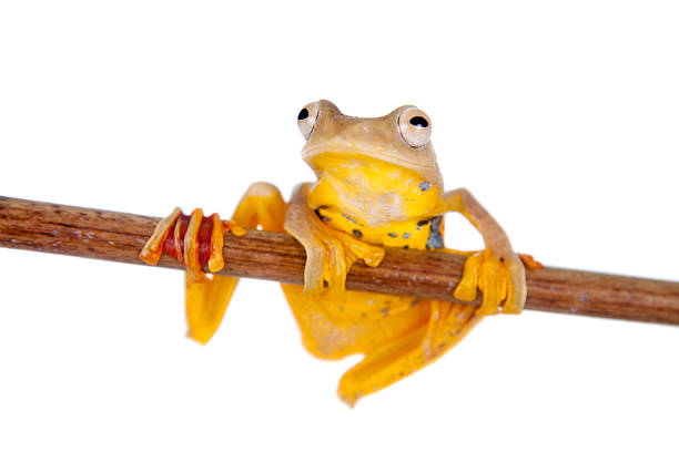 istock Two-dotted flying tree frog, Rhacophorus rhodopus, on white 506039148