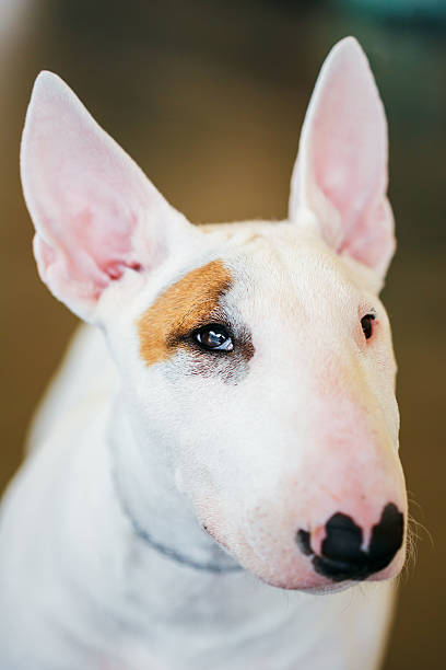 istock Close Up White Bullterrier Dog 506039422