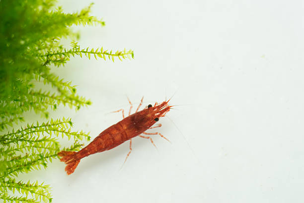 fire red shrimp (Neocaridina heteropoda) fire red shrimp (Neocaridina heteropoda) amano aquarium stock pictures, royalty-free photos & images