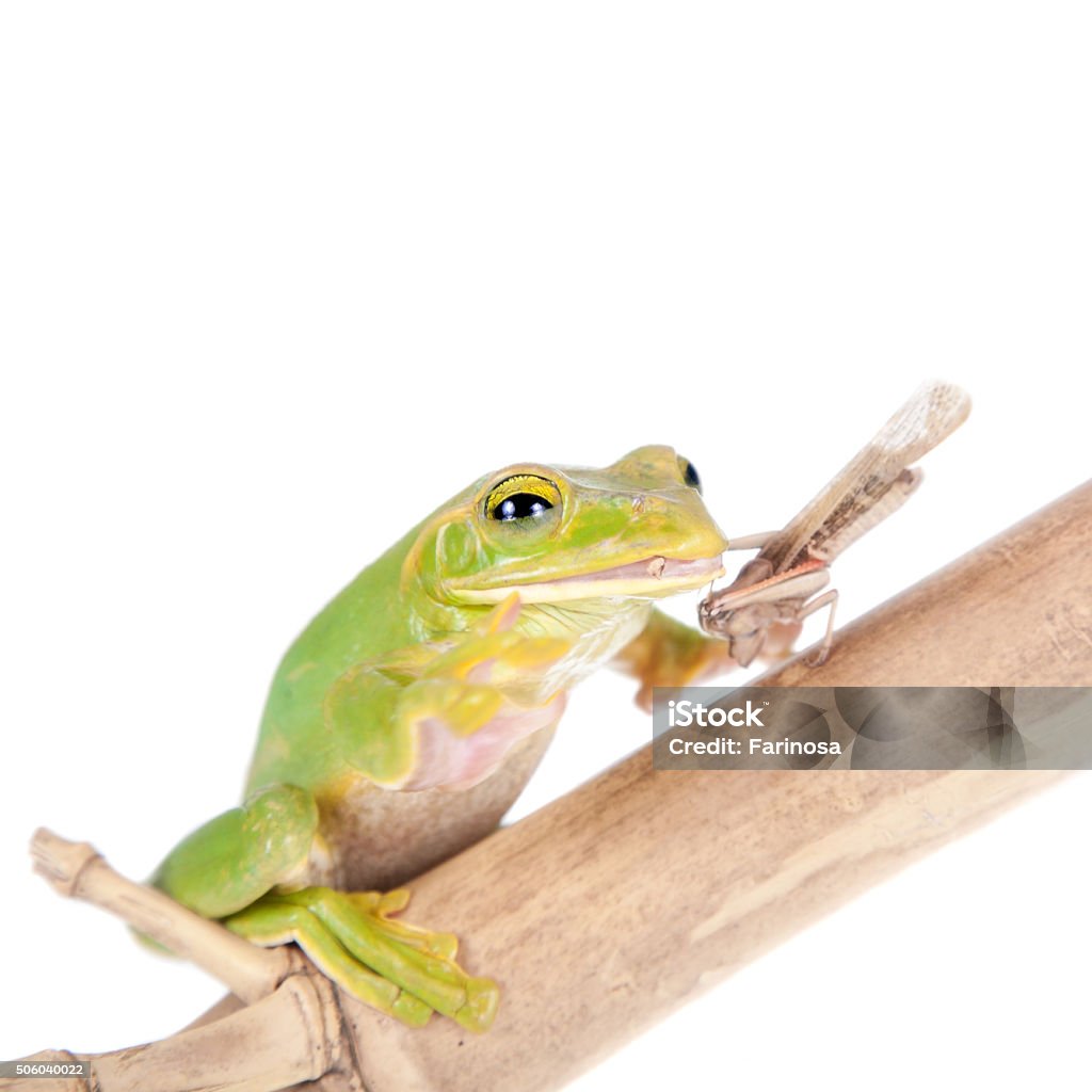 Giant Feae flying tree frog eating a locusts on white Giant Feae flying tree frog eating a locusts, Rhacophorus feae, isolated on white background Eating Stock Photo