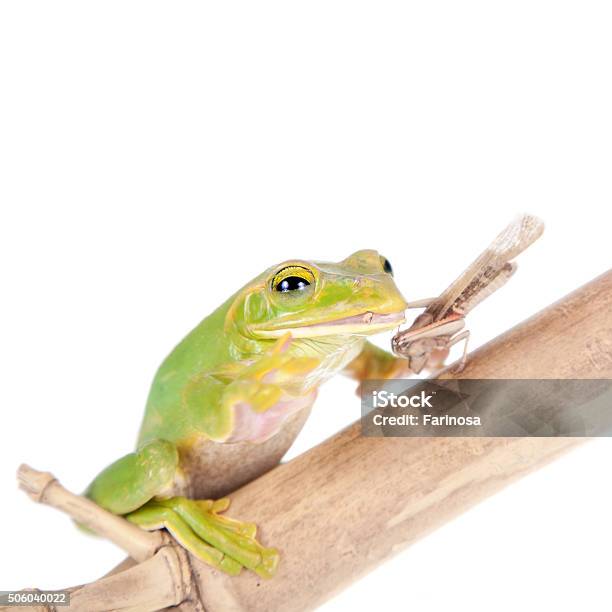 Giant Feae Flying Tree Frog Eating A Locusts On White Stock Photo - Download Image Now