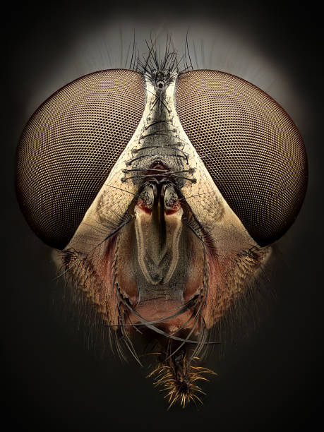 Extreme magnification - Fly head, front view stock photo