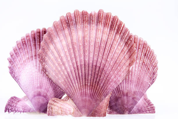 istock some colorful seashells of mollusk on white background 506040382