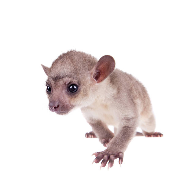 istock Kinkajou, Potos flavus, 3 mounth old baby on white 506040814
