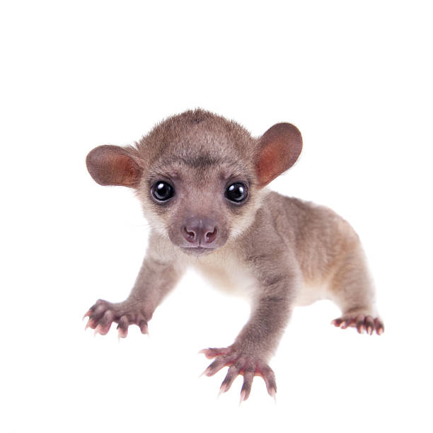 istock Kinkajou, Potos flavus, 3 mounth old baby on white 506040842