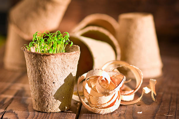istock Potted seedlings growing in biodegradable peat moss pots 506040886