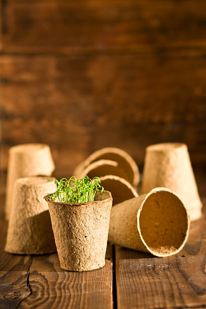 istock Potted seedlings growing in biodegradable peat moss pots on wood 506041008