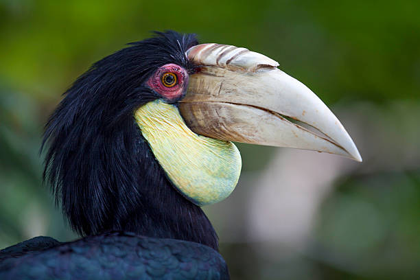 istock Wreathed Hornbill (Rhyticeros Undulatus) 506041080