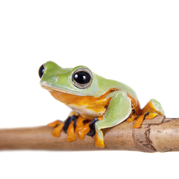 istock Reinwardt's flying tree frog isolated on white 506041270