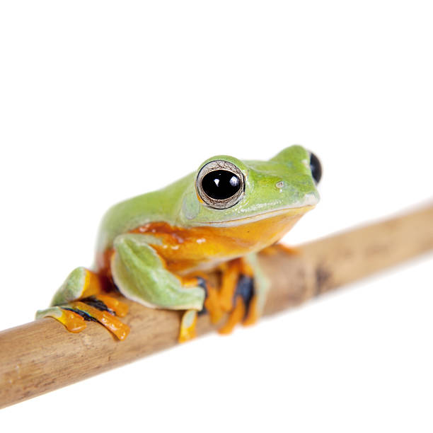 istock Reinwardt's flying tree frog isolated on white 506041294