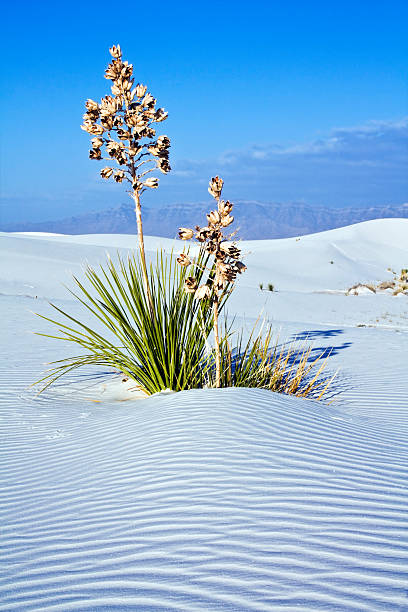 istock Yucca in White Dunes National Monument 506041810