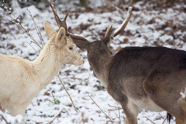 istock Fallow Stag in Knole Park, England 506042378