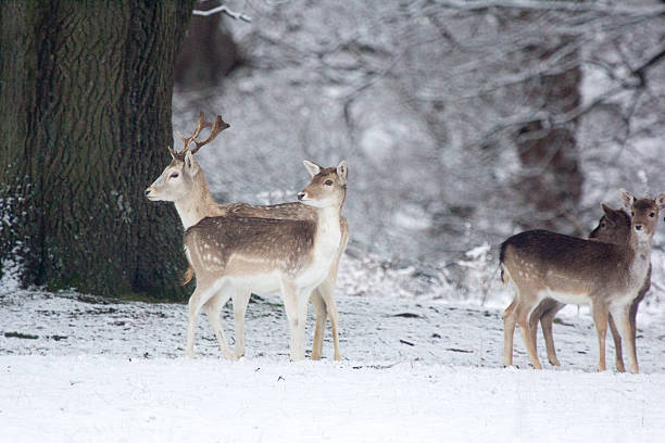 istock Fallow Deer in Knole Park, England 506042488