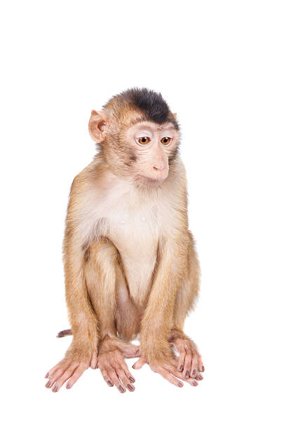 istock Juvenile Pig-tailed Macaque, Macaca nemestrina, on white 506042542