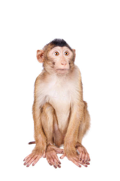 istock Juvenile Pig-tailed Macaque, Macaca nemestrina, on white 506042588