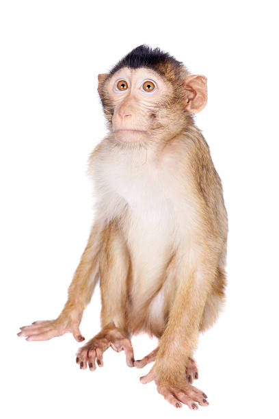 istock Juvenile Pig-tailed Macaque, Macaca nemestrina, on white 506042666