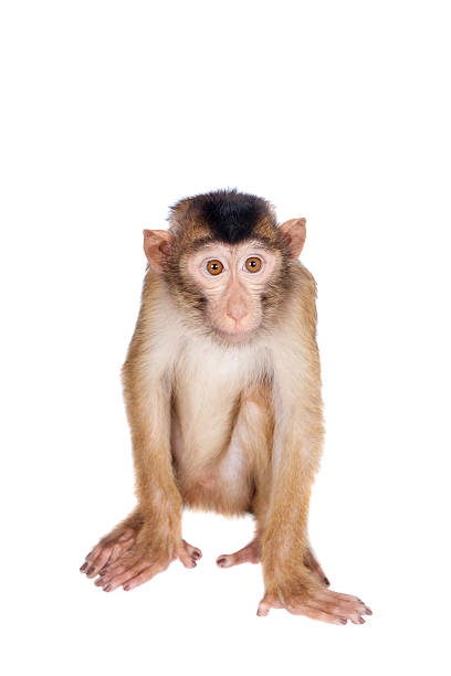 istock Juvenile Pig-tailed Macaque, Macaca nemestrina, on white 506042702