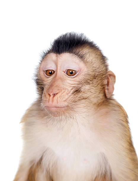 istock Juvenile Pig-tailed Macaque, Macaca nemestrina, on white 506042948