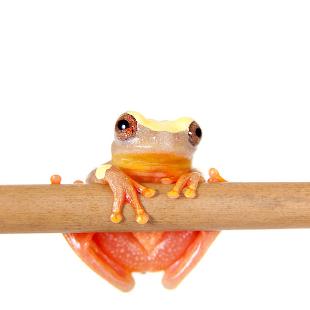 istock Shreve's Sarayacu treefrog isolated on white 506043266