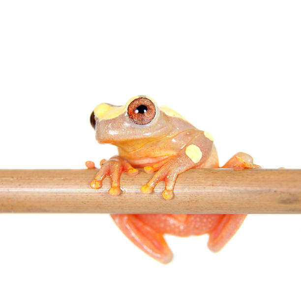 istock Shreve's Sarayacu treefrog isolated on white 506043320