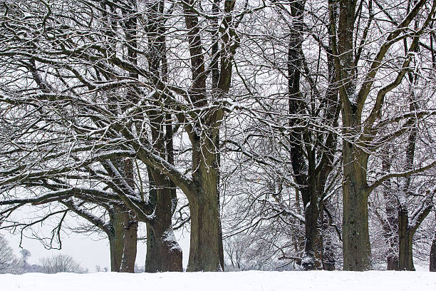 istock Knole Park in Sevenoaks, England 506043658