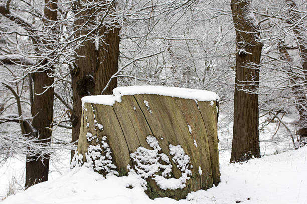 istock Knole Park in Sevenoaks, England 506043692