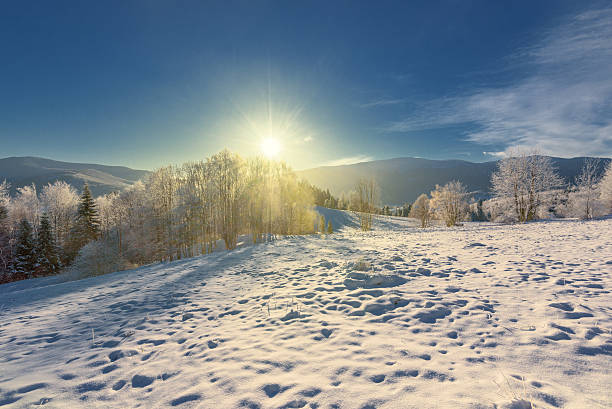 istock Trees covered with snow in the mountains with long shadows. 506056912