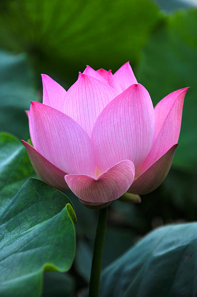 istock Beauty in nature 506056982